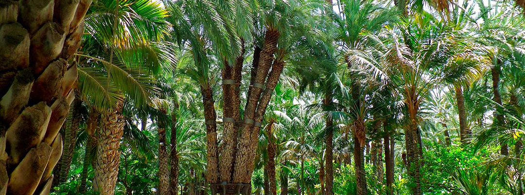 Jardín Huerto del Cura