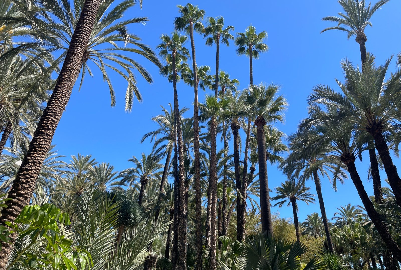 Washingtonia_&_Phoenix